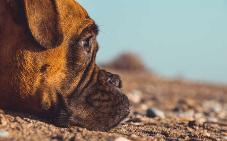 Boxer dog on the beach. Face expression and poses. Copy spaceの写真素材