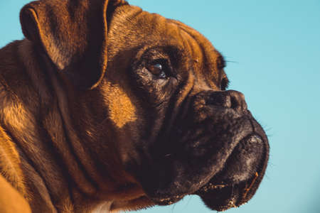 Boxer dog on the beach. Face expression and poses. Copy spaceの写真素材