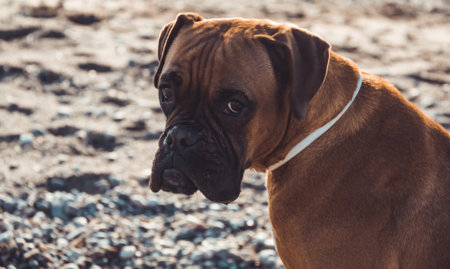 Boxer dog on the beachの写真素材