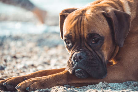 Boxer dog on the beach. Face expression and poses. Copy spaceの写真素材