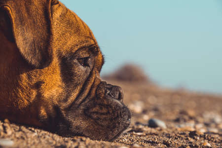 Boxer dog on the beach. Face expression and poses. Copy spaceの写真素材