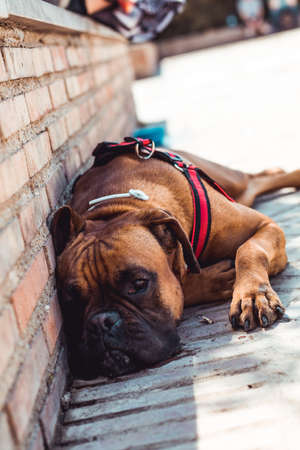 Boxer dog lying down and looking at camera, in a parkの写真素材