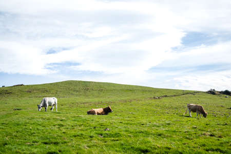 Bulls and cows living in freedom in the mountainsの写真素材