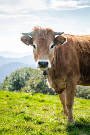 Cow living in freedom in the mountains. Look to cameraの写真素材