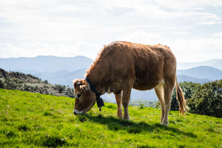 Bulls and cows living in freedom in the mountainsの写真素材
