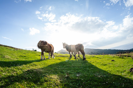 wild funny horses in the green mountain