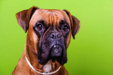Portrait of cute boxer dog on colorful backgrounds, greenの写真素材