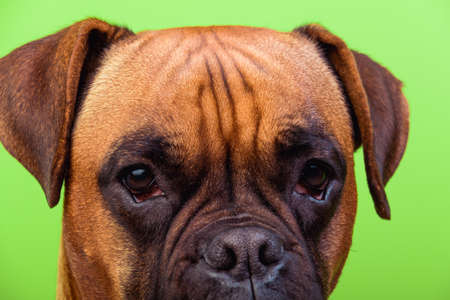 Portrait of cute boxer dog on colorful backgrounds, green, close upの写真素材