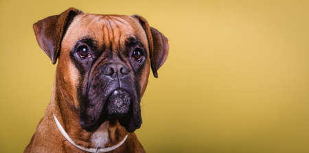 Portrait of cute boxer dog on colorful backgrounds, orange, copy spaceの写真素材