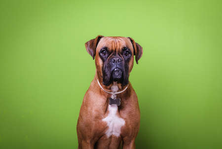 Portrait of cute boxer dog on colorful backgrounds, greenの写真素材