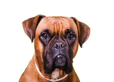 Portrait of cute boxer dog on white backgrounds, isolatedの写真素材