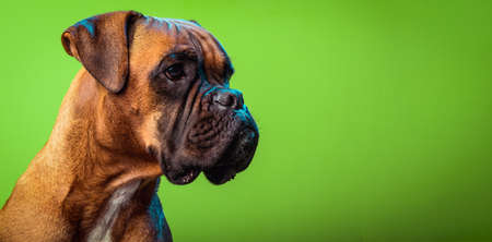 Portrait of cute boxer dog on colorful backgrounds, green, copy spaceの写真素材