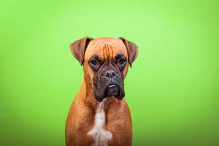 Portrait of cute boxer dog on colorful backgrounds, green, copy spaceの素材 [FY310137551851]