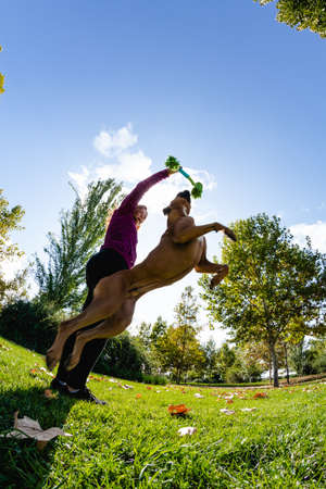 Woman training her dog in parkの写真素材
