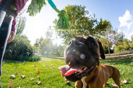 Woman training her dog in parkの写真素材