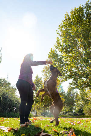 woman playing with dog in the parkの写真素材