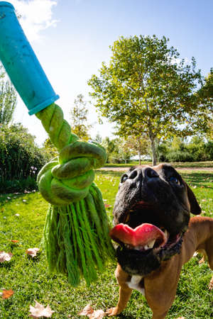 Boxer Dog With A Big Smile at parkの写真素材