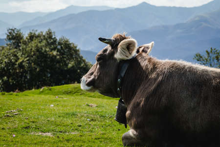 Bulls and cows living in freedom in the mountainsの写真素材