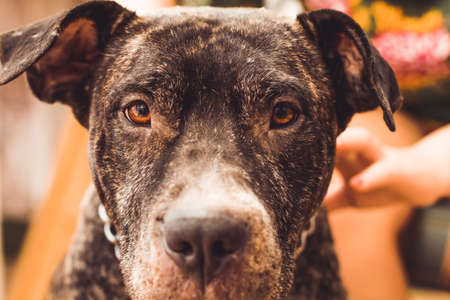 Cute dog, American Staffordshire Terrier looking at cameraの写真素材