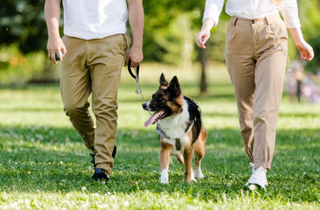 Young couple walking with their dog Border Collie in a park. Unrecognizable personsの写真素材