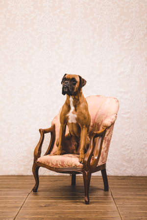 View of an old classical vintage armchair with a boxer dogの写真素材