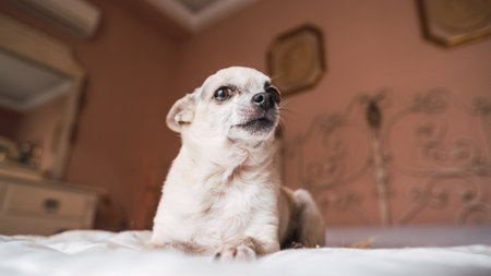 Cute white chihuahua dog sitting on cozy bed in bedroomの写真素材