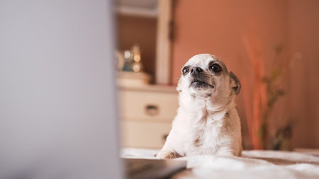 Cute white chihuahua dog lying over belly on bed with laptopの写真素材
