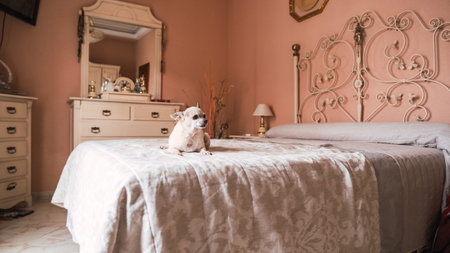 Cute white chihuahua dog sitting on cozy bed in bedroomの写真素材
