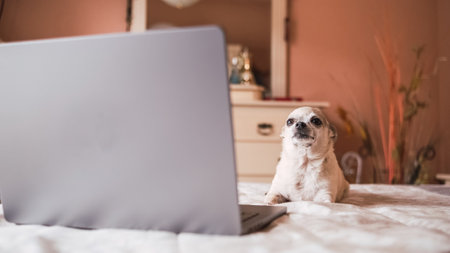Cute white chihuahua dog lying over belly on bed with laptopの写真素材