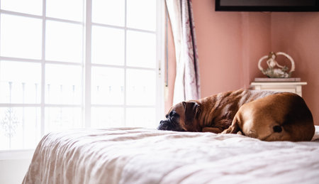 Cute boxer dog lying on cozy bed in bedroomの写真素材