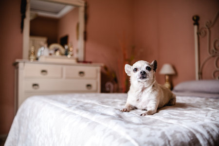 Cute white chihuahua dog sitting on cozy bed in bedroomの写真素材