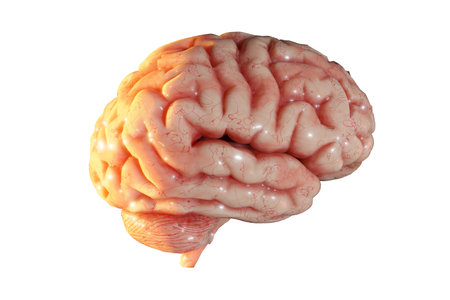 Human brain Anatomical Model 3D brain isolated on transparent, 3D renderingの写真素材