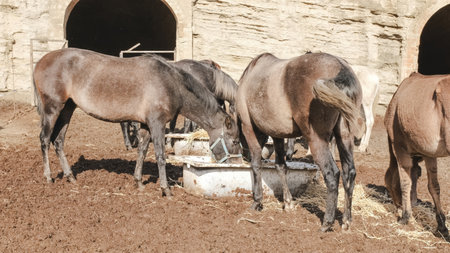 Horses and donkeys eating hay and straw in a muddy paddockの写真素材