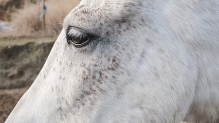 White horse showing brown spots and long eyelashes