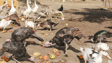Turkeys and ducks pecking food scraps on farmの写真素材
