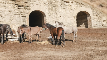Horses and donkeys eating hay in front of stone stablesの写真素材