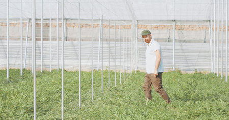 Farmer walking and inspecting crops growing in greenhouse