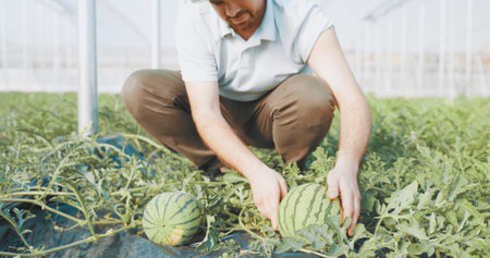 Farmer harvesting watermelons in greenhouse: checking ripeness and growth