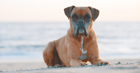 Boxer dog relaxing on the beach at sunsetの写真素材