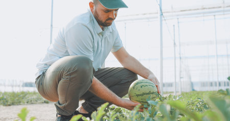 Farmer harvesting watermelon in greenhouse: checking ripeness of fruitの写真素材