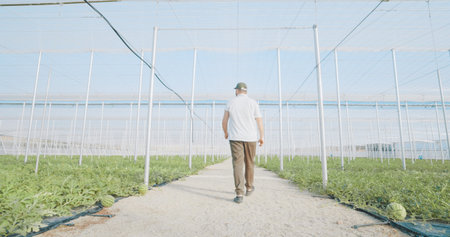 Farmer walking and inspecting watermelon plants growing in greenhouse tunnelの写真素材