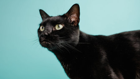 Black cat posing on vibrant teal backgroundの写真素材