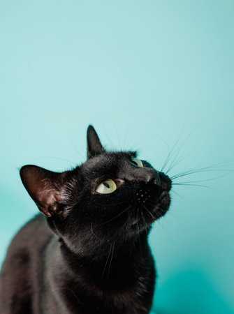 Black cat looking up on turquoise backgroundの写真素材