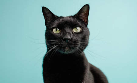 Black cat posing on light blue backgroundの写真素材