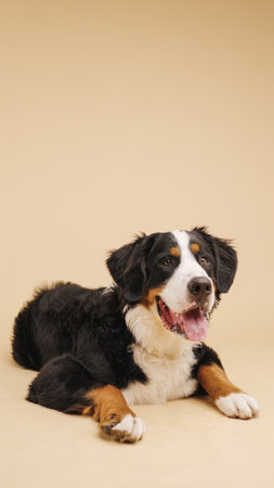 Bernese mountain dog lying down on beige backgroundの写真素材