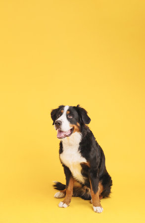 Bernese mountain dog sitting and looking up on yellow backgroundの写真素材