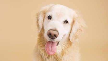 Golden retriever posing on beige background with tongue out