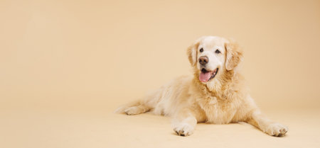 Golden retriever lying down and panting on beige backgroundの写真素材