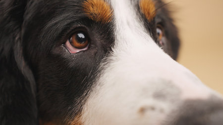 Bernese mountain dog showing brown eyes and wet noseの写真素材