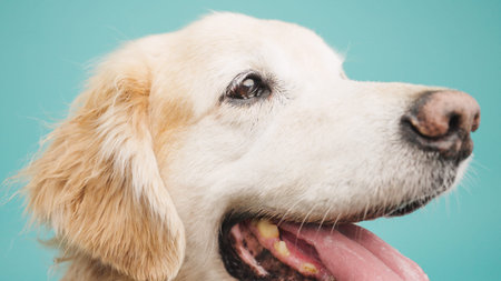 Golden retriever panting on turquoise background: close-up portrait